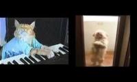 Dancing cat, keyboard dog. Am I wrong ?