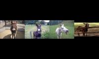 cacophony of donkeys...a braying quartet