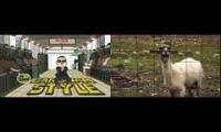 Gangnam Style Screaming Goat