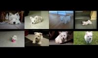 West Highland White Terrier Mashup