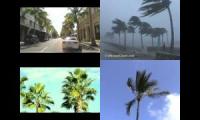 Palms in the Wind (relaxing)