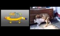 On the topic of Cat-Dog