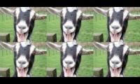 goats screaming all day