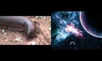 The Sad Millipede Story