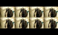 cat cat cat cat cat going crazy