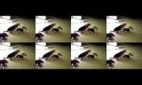 Beaglepocalypse: Hell on Earth