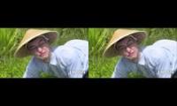 Welcome to the Rice Field