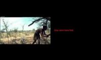 Tragedy in the Kalahari