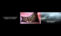 Thumbnail of 11 Secrets Your Cats Don't Tell You Requiem