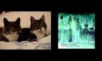 "Catty Cycling" by Boards of Catada
