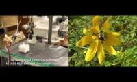 Micro Robot Bees yeayyayeyaeyy
