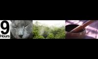 Cat, Nature and bowls sleep meditation