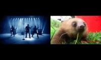 German death metal and adorable sloths