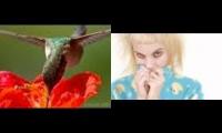 Yolandi Visser + hummingbirds drinking nectar, together as nature intended