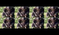 monkey12345656767576