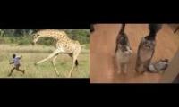 Giraffes are meowing