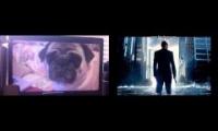 Pugception Mashup Video