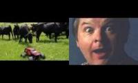 Cows chasing RC car with music