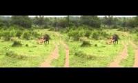 Buffalo attacks Lion