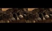 Dead skulls of animals