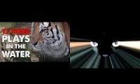 Music for Cats in Slowmotion