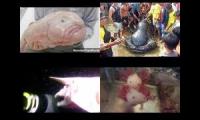 Top 4 Weirdest Sea Creatures