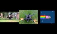 ostrichcopter and orville copter fly with nyan cat