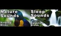 Singing birds with Restful Babbling Brook Sounds For Sleep and Relaxtion