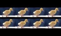 beaks along the walls of moo