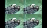 Otters Otters Otters