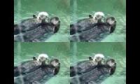 Otters Otters Otters