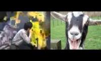 Goats Screaming At Yellow