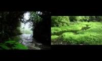 Forest stream and rain relaxation nature meditation