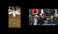 Pig Gate - David Cameron the Pig Worrier