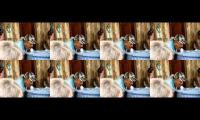 Meow meow Meow meow Meow meow Meow meow