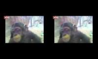 When Animals attack at the zoo