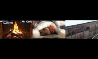Ultimate Hamster Chillout