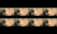 I am a dog big fat bass and bass and more bass
