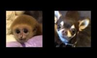 chihuahua monkey cutie time