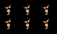 Thumbnail of a flock of doduo approaches