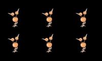 a flock of doduo approaches