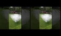Amazing White Peacock Showing off his Feathers - Peacock Dance Rare View