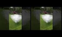 Amazing White Peacock Showing off his Feathers - Peacock Dance Rare View