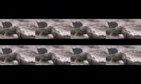 Screaming Mudskippers