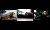bjornsson the walrus