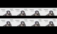 CHIMPANZEEEEEEEEEEEEEEEEEEEEEEE