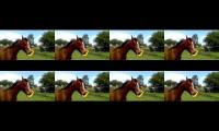 8 horses compilation of horse stuff innit