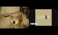 singing shiba elvis presley