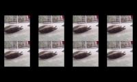 Hopping seals cancer
