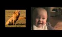 Lion slowmo laughing